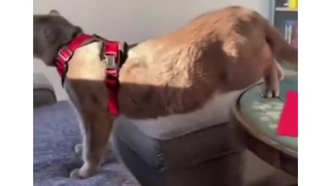 Funny cat dog animal videos on Instagram Tiktok #memes #funnyanimals #مضحك