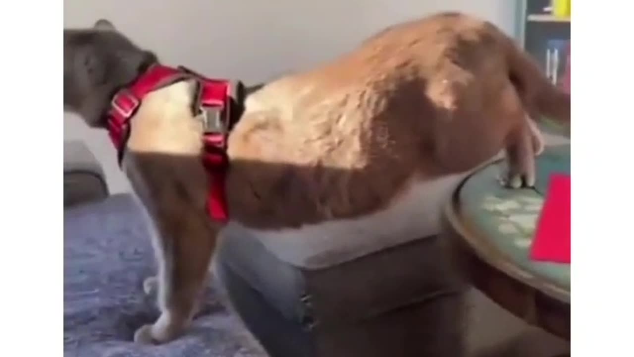 Funny cat dog animal videos on Instagram Tiktok #memes #funnyanimals #مضحك