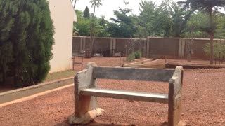 Birds Behavior