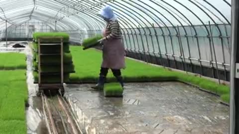 Chemical Free Farming with Electrolyzed Waters