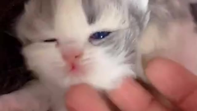 Little baby Cat video