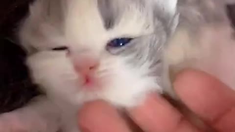 Little baby Cat video