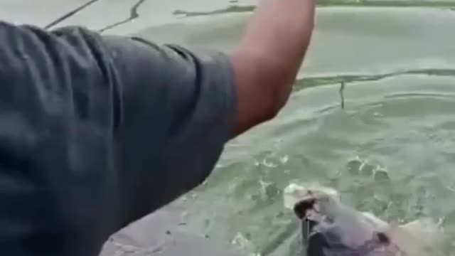 This is a beautiful and charming water-dwelling species