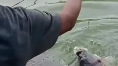 This is a beautiful and charming water-dwelling species