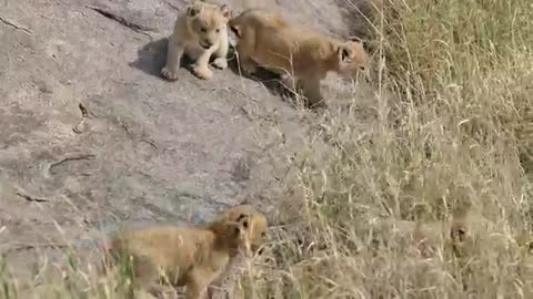 SIX LION CUBS