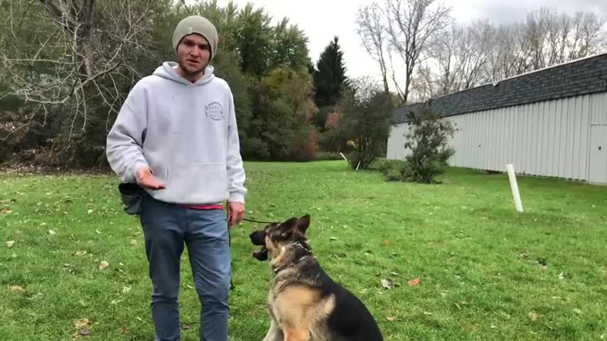 How to stop Dog Anxiety, Aggression, Pulling on the leash! German ShepherdTraining