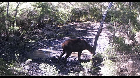 Sambar Deer Behaviour. Sign Posting.