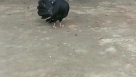 Pigeon Short Video By Kingdom Of Awais