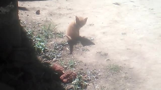 My cat vs three chickens