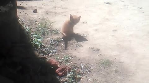 My cat vs three chickens