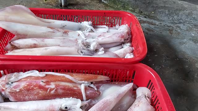 This squid can be sun-dried or boiled. Enjoying nothing is as delicious