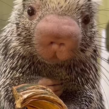 Baby porcupine tries pumpkin for the first time