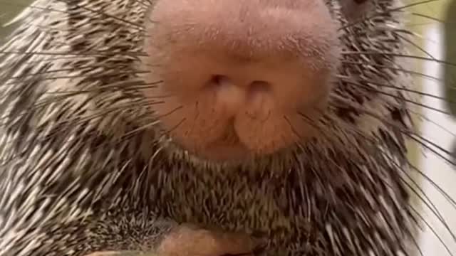 Baby porcupine tries pumpkin for the first time