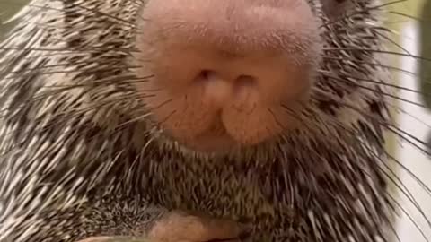 Baby porcupine tries pumpkin for the first time