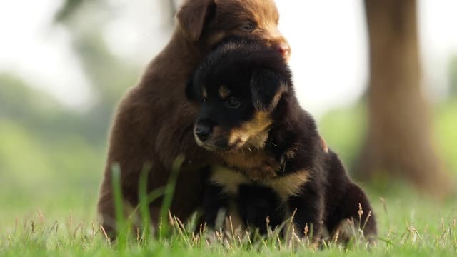 Puppies Playing In The Park