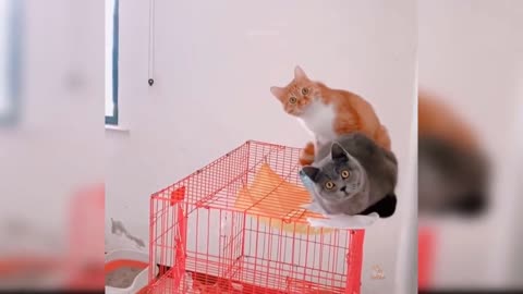 Funny Cat Video #6