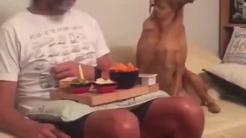 Dog pretend not to be interested in food