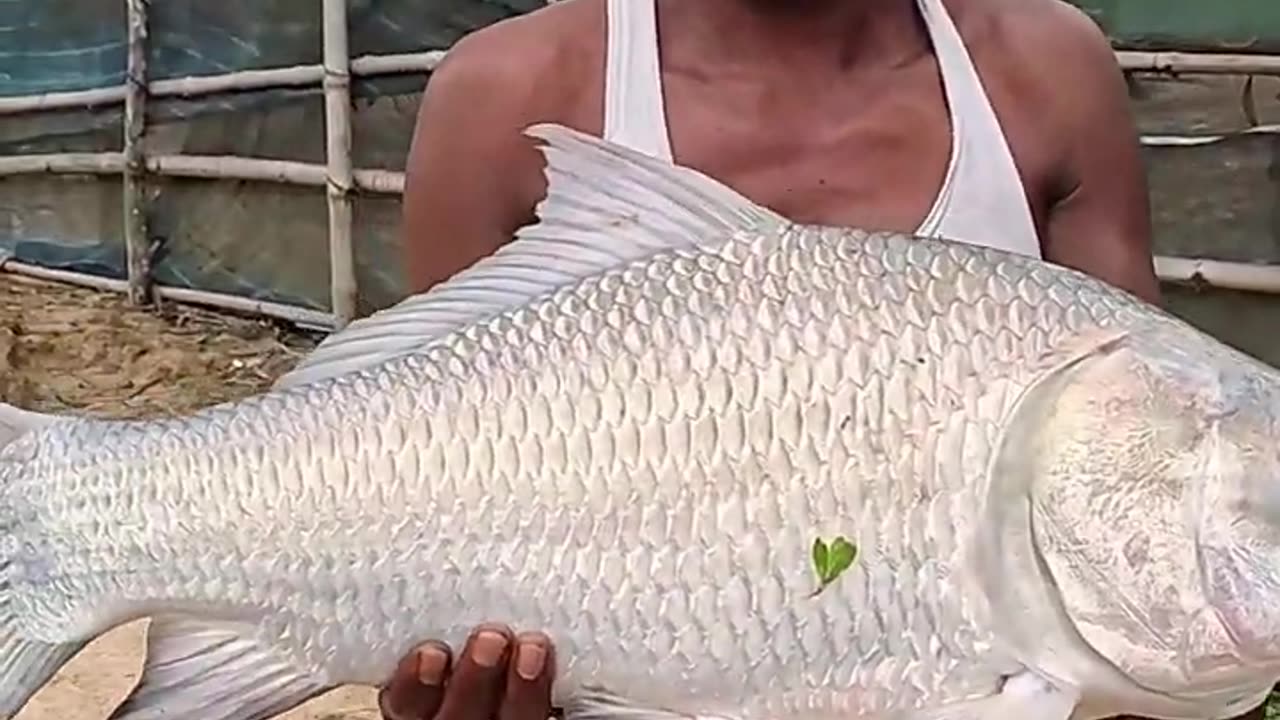 #fishing #fishhunting #catlafishing