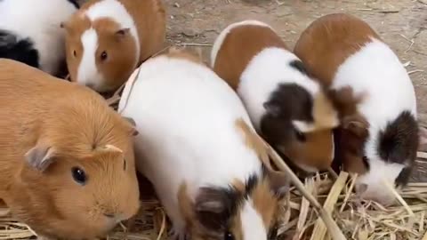 Guinea Pigs