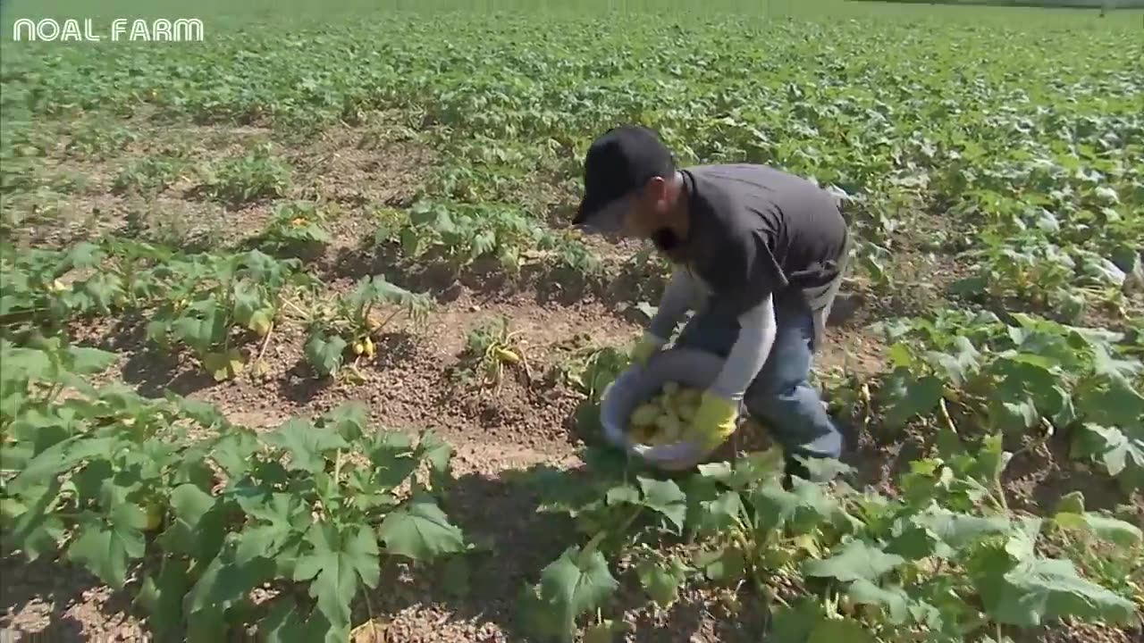 Beautiful Vegetable Harvesting - Yellow squash Harvest - Amazing Modern Agriculture Technology