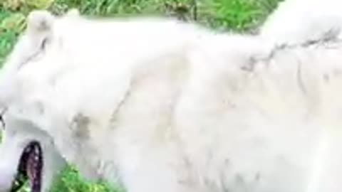 Rare scene for wolves , playing,kidding, and smiling