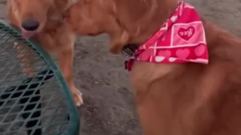 the immediately knew after the sniff ,dog habits