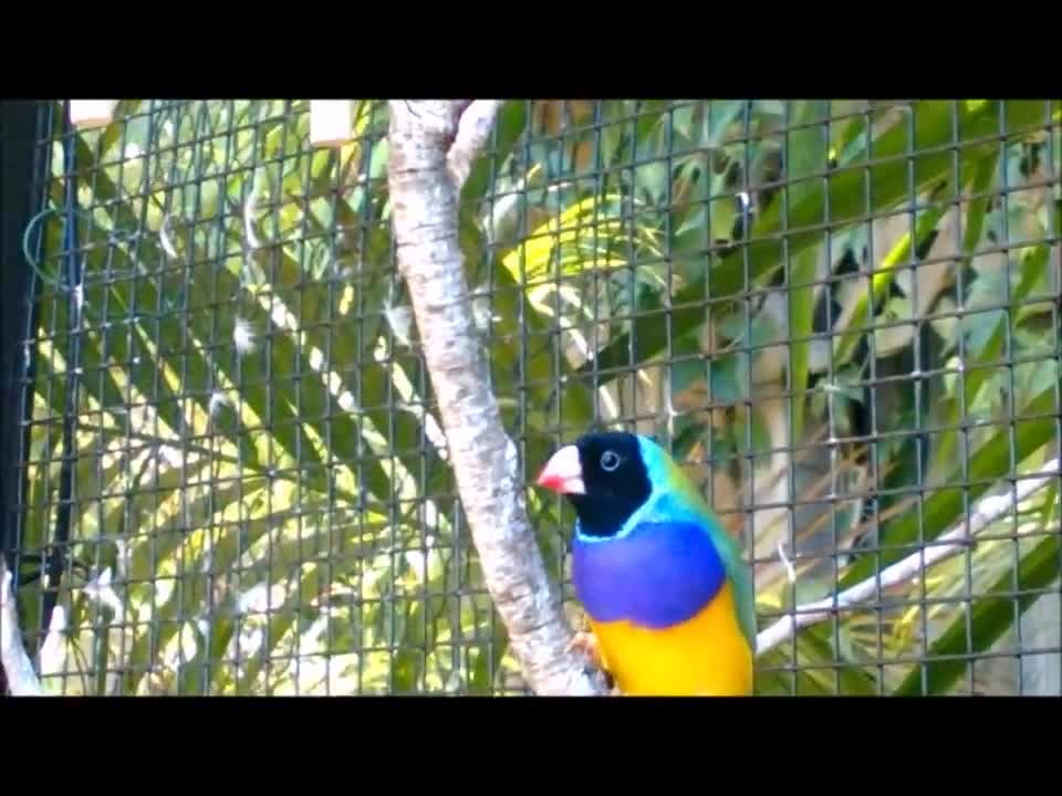 Gouldian Finch cock bird with stronger colours