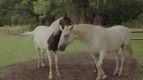 beautiful horses