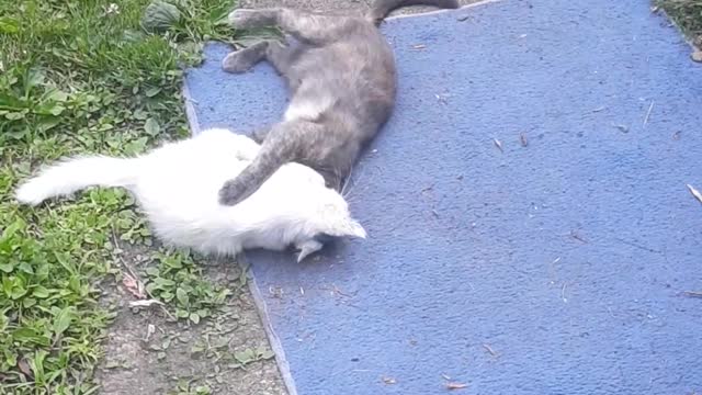 White and Grey Cats playing outside