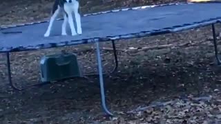 Bouncing Husky