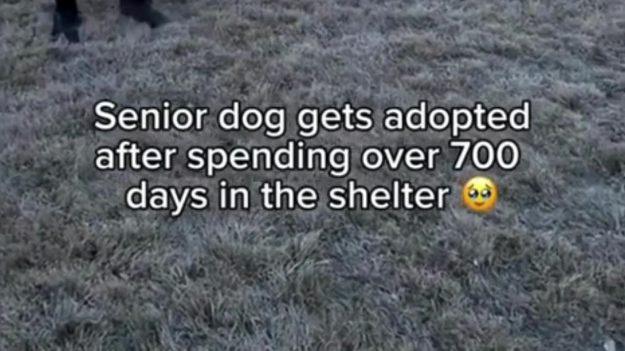 Senior dog is finally saved! 🐕❤️👩‍🦳