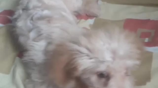 summer playing with his toy