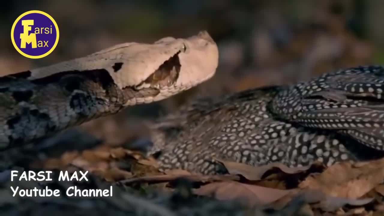 What are the most dangerous snakes in the world?
