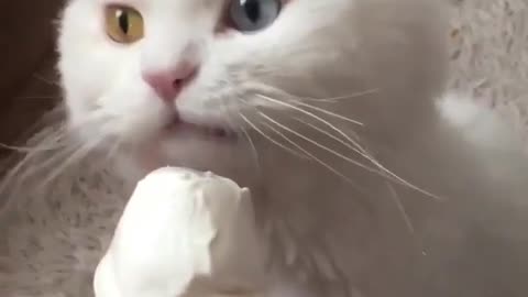 cat loves ice cream