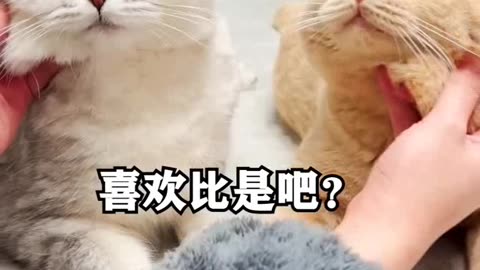 Funny cute cat