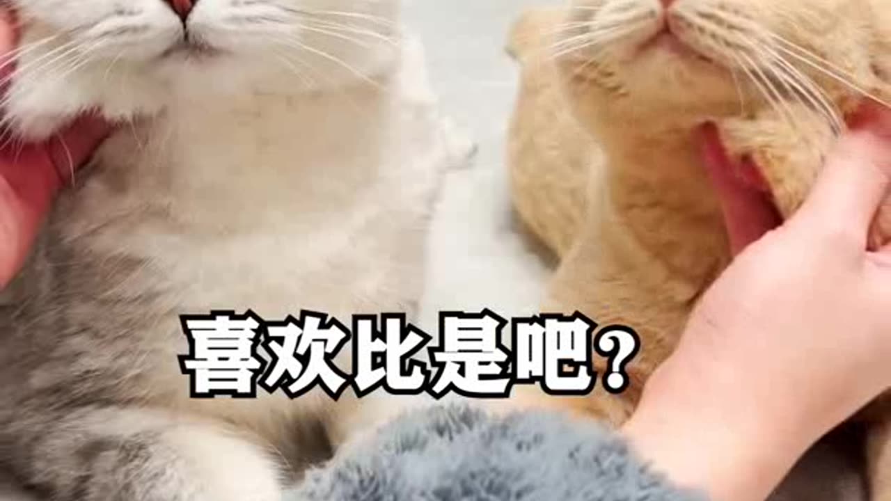 Funny cute cat