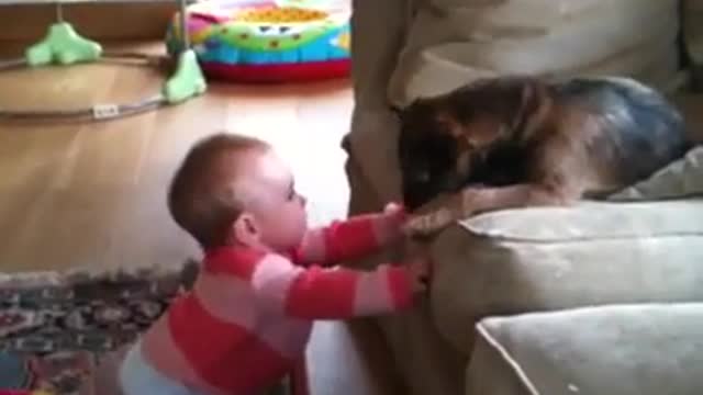 baby playing with border terrier puppy