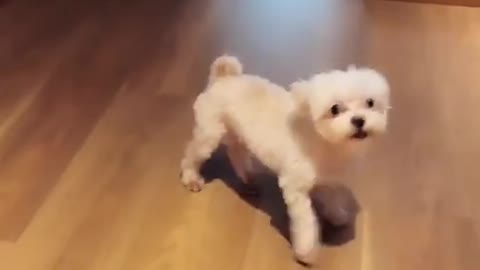 Dog Dance Funny 😂