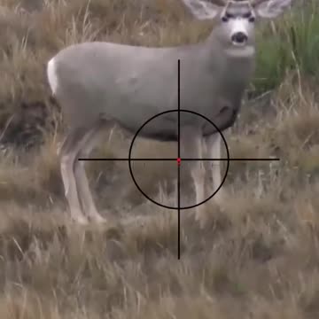 Hunting_Swamp_Deer___Scope_Cam___Sniper_Rifle_Kill_Shot___MrAhery_#043(720p)