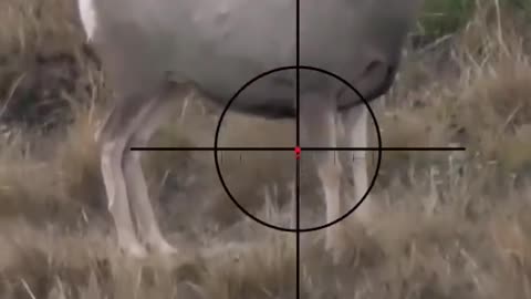 Hunting_Swamp_Deer___Scope_Cam___Sniper_Rifle_Kill_Shot___MrAhery_#043(720p)