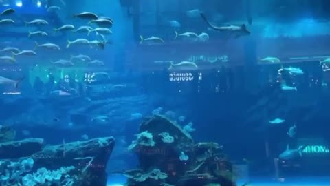 Fish at Aquarium