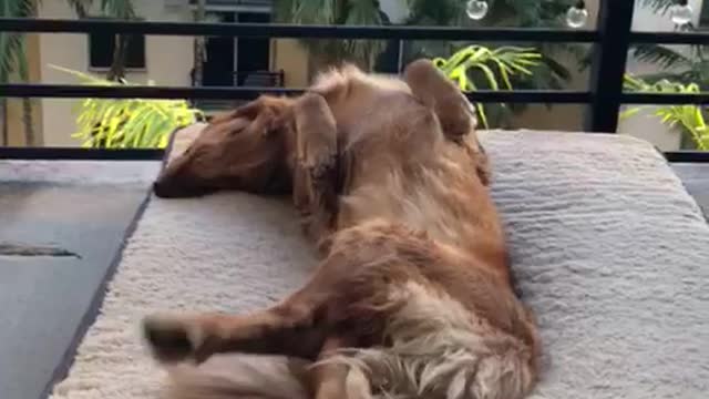 Brown dog laying in balcony in dog bed