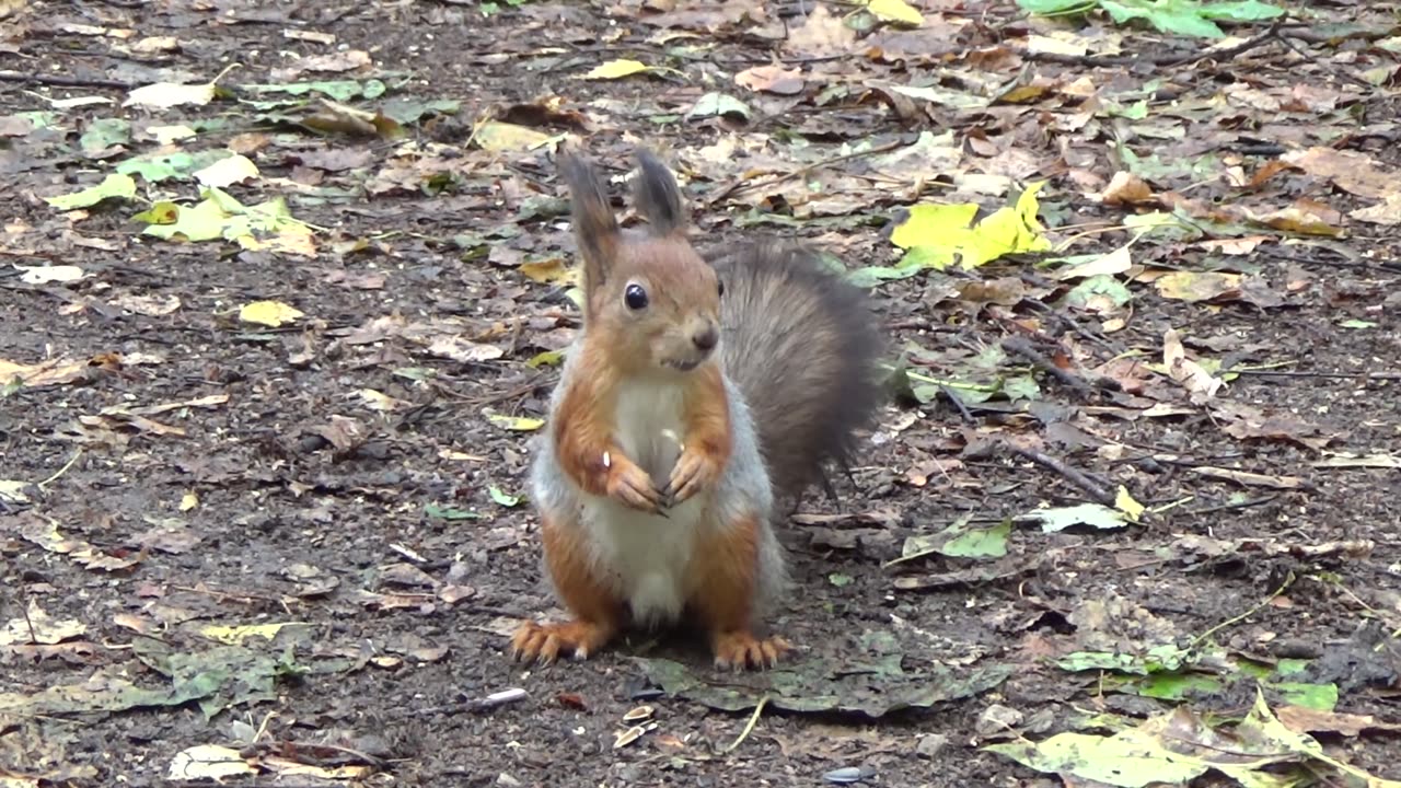 squirrel_looking_for_food (2160p)