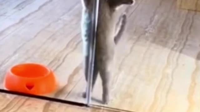 Cute cats dancing