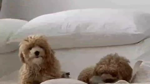 Funny pets compilation #shorts#funnyanimals