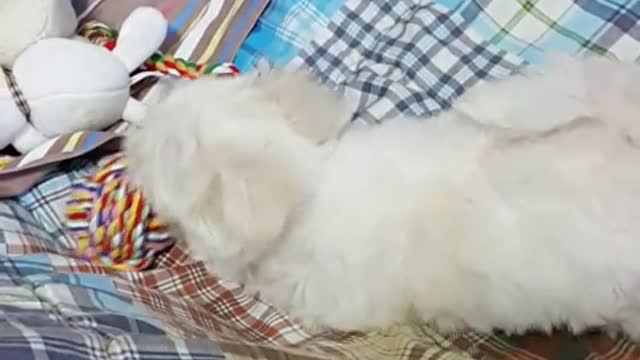 Baby Maltese. Scratching here and there