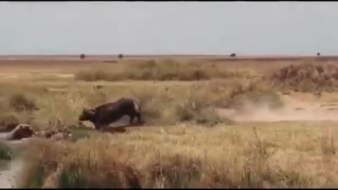 Super buffalo?