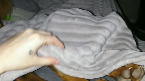 Small black brown dog lays under grey blanket with feet out