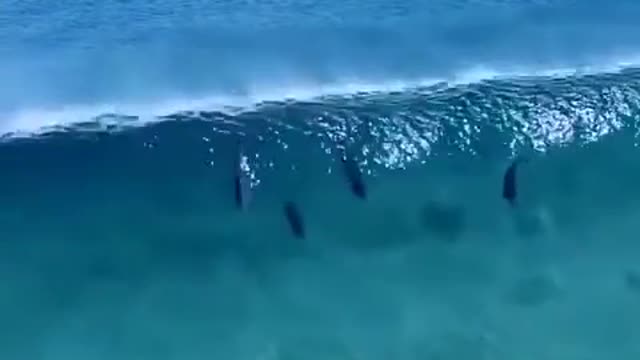 Dolphin race