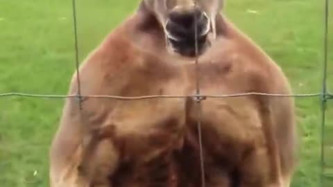 Kangaroo on steroids looking for a fight